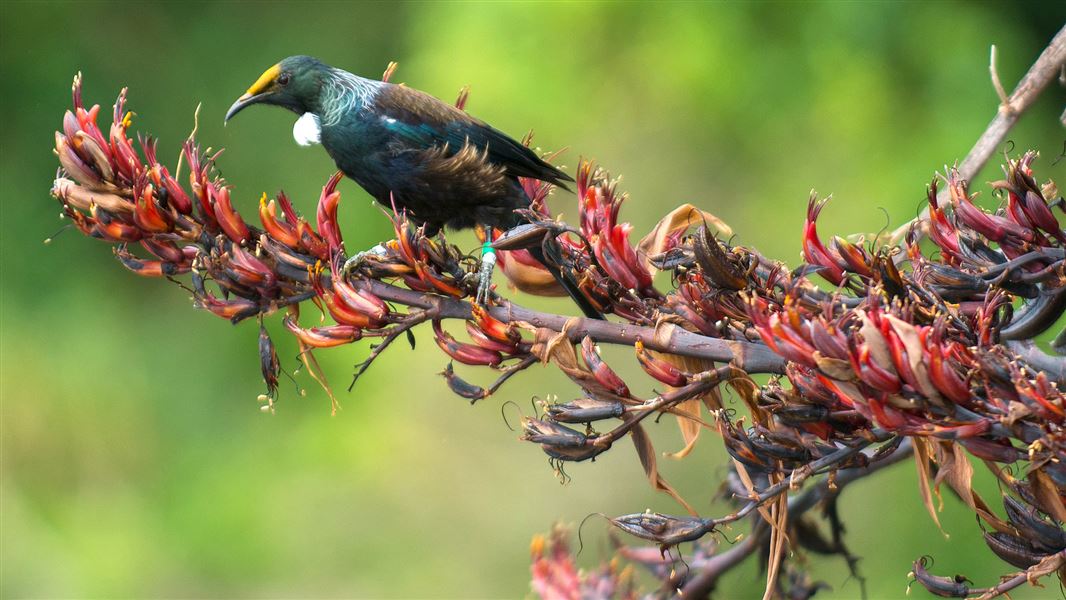 Chatham Island tūī. 