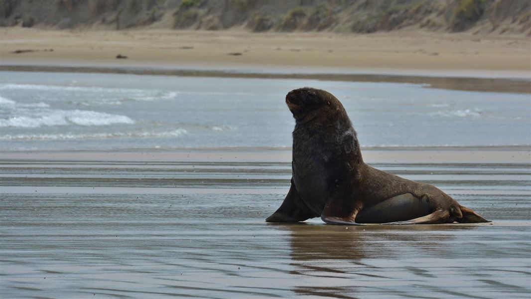 Sea lion at Surat Bay. 