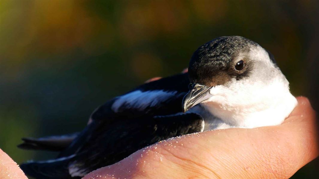 Whenua Hou diving petrel/kuaka fledgling.