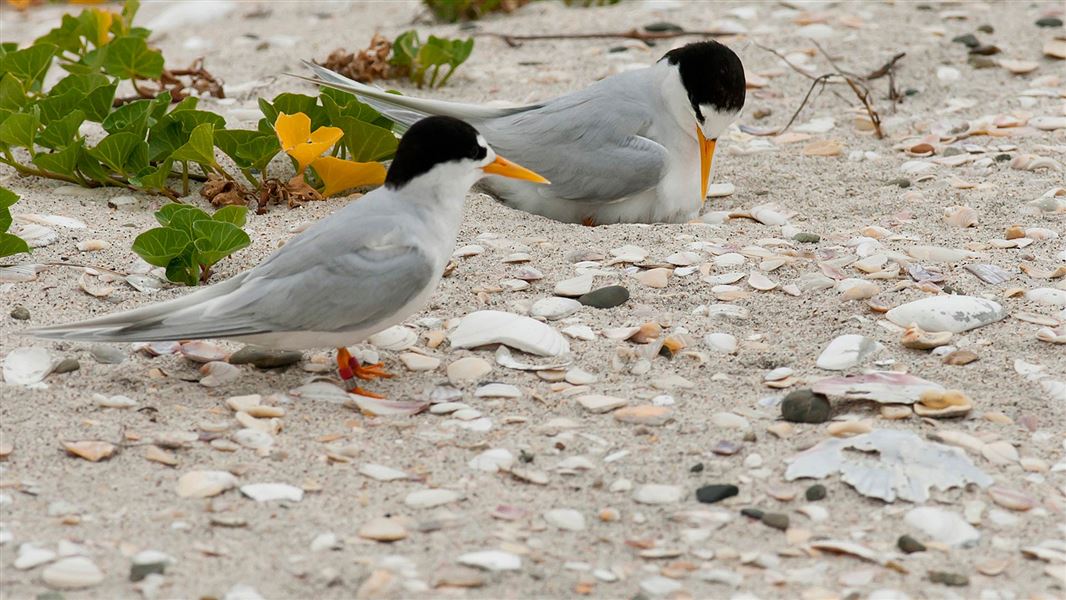 New Zealand fairy tern. 