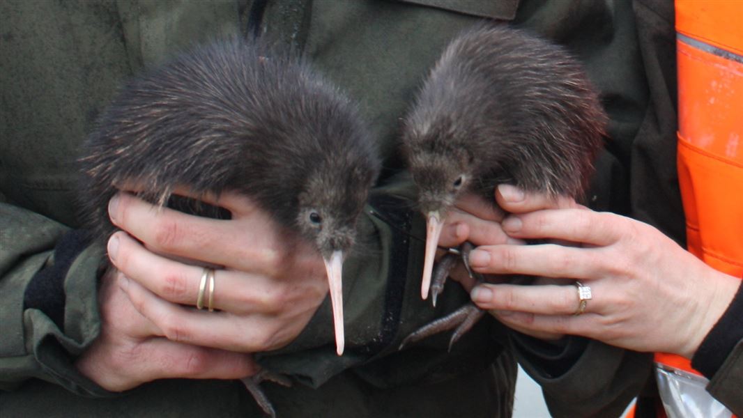 Brown kiwi chicks from Tongariro Forest