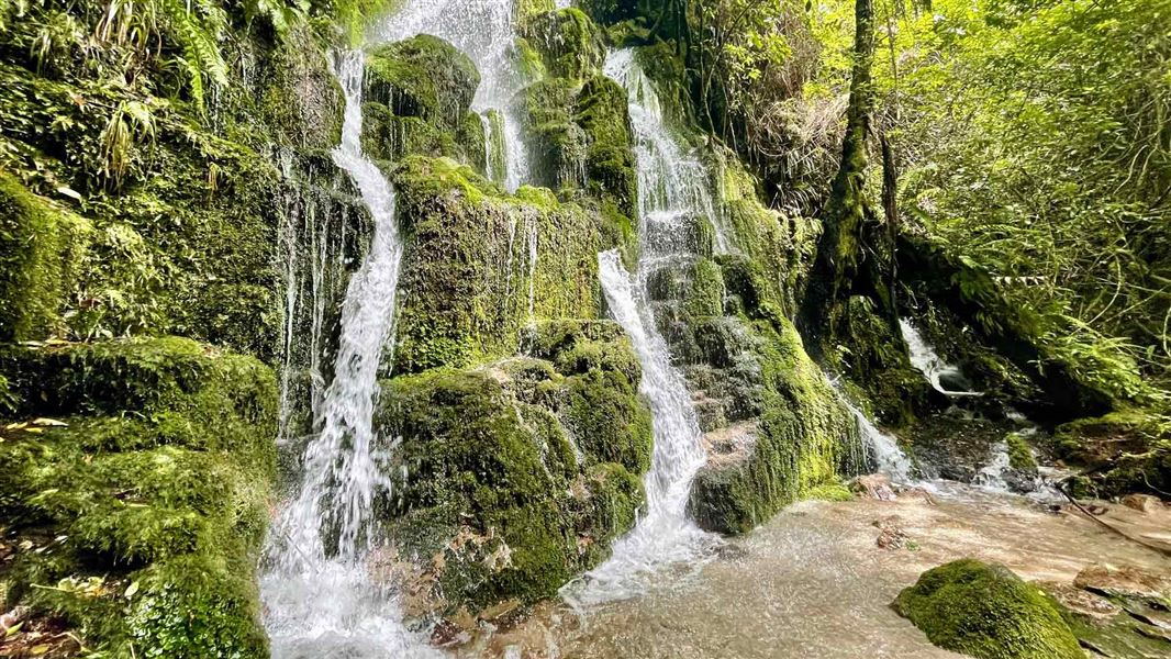 Moss wall braided waterfall amongst thick green bush. 