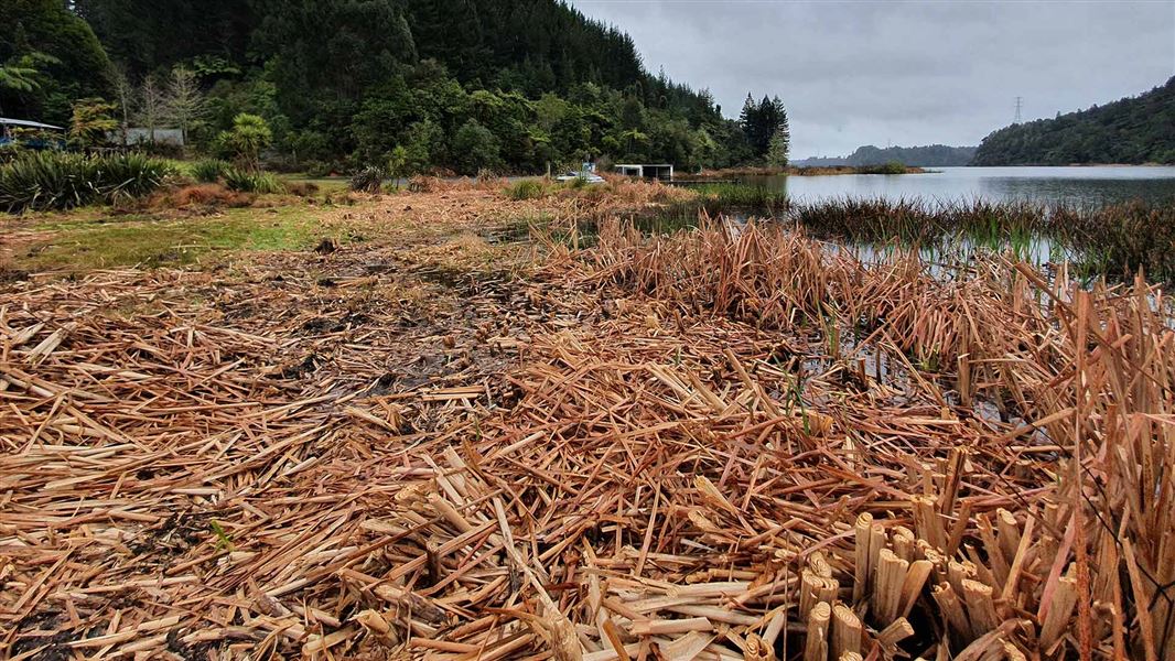 Dead grass and reeds on the shore of a lake.