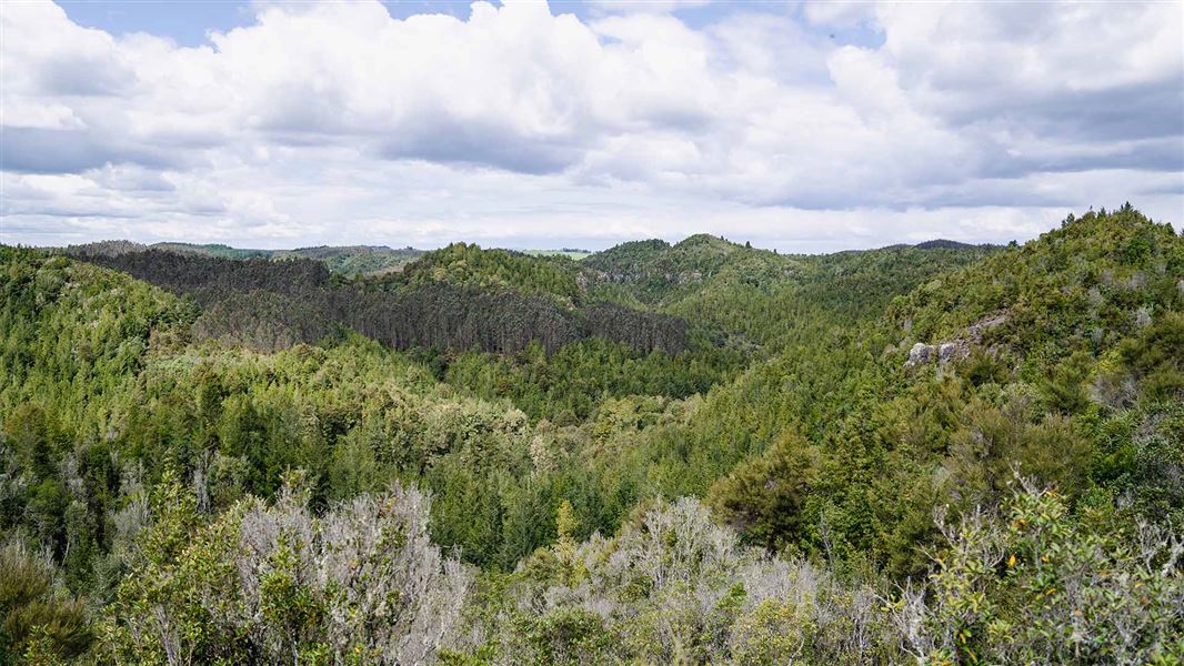 Waihāhā Hut Track 