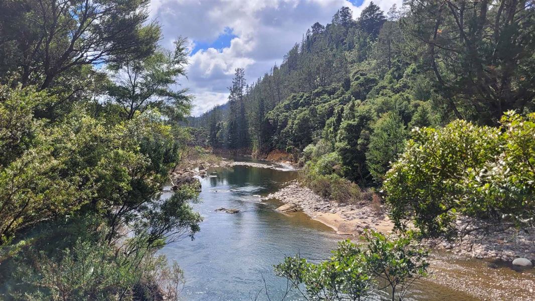 River surrounded by lush forest. 