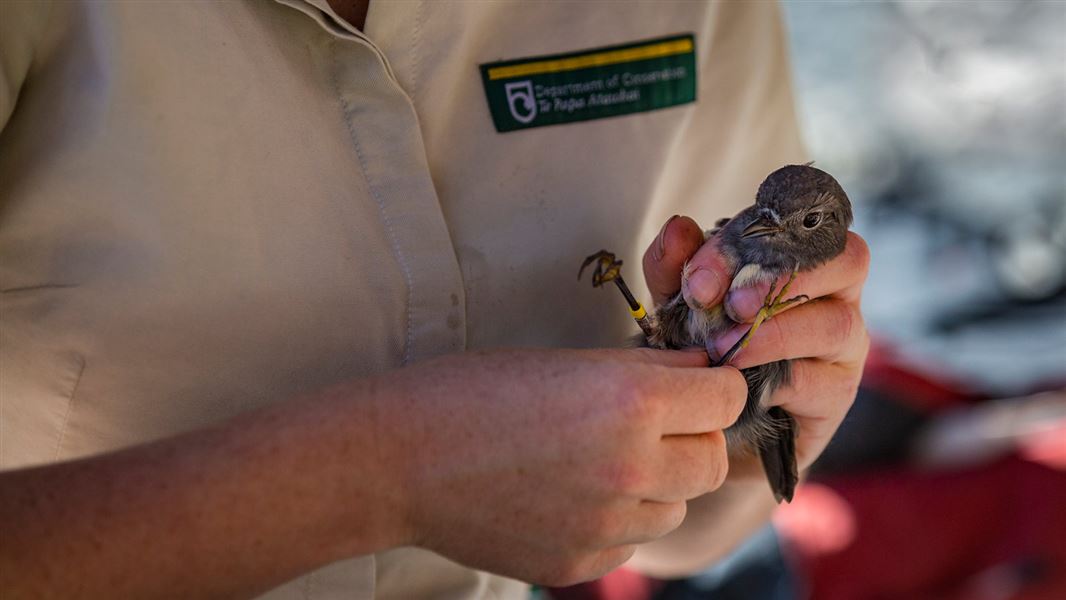 DOC ranger with New Zealand robin. 