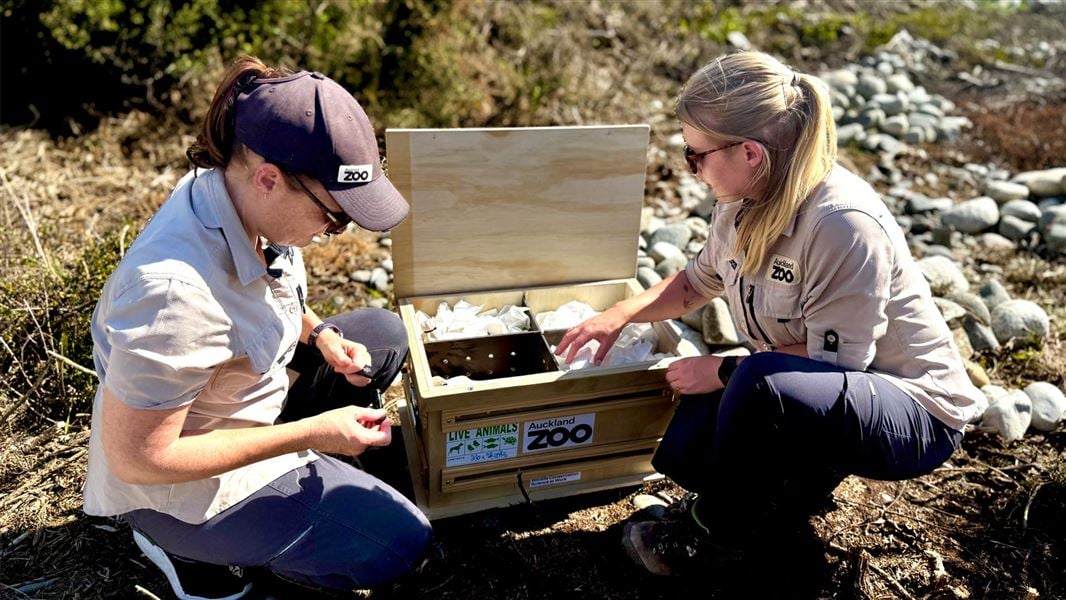 Two Auckland Zoo rangers releasing skink. 