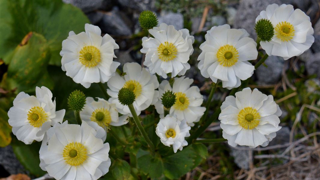 Mount Cook buttercup. 