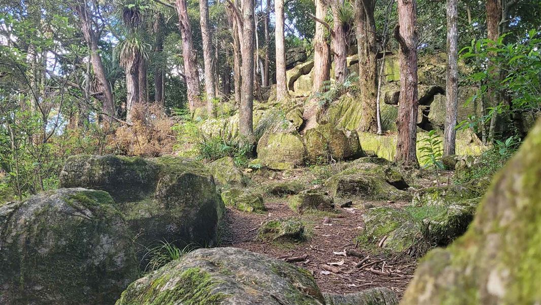 Limestones and trees on Waipū Caves Track.  