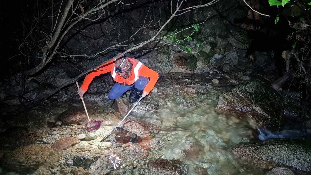 Person on the edge of the river in the dark with a head lamp with nets in the water. 