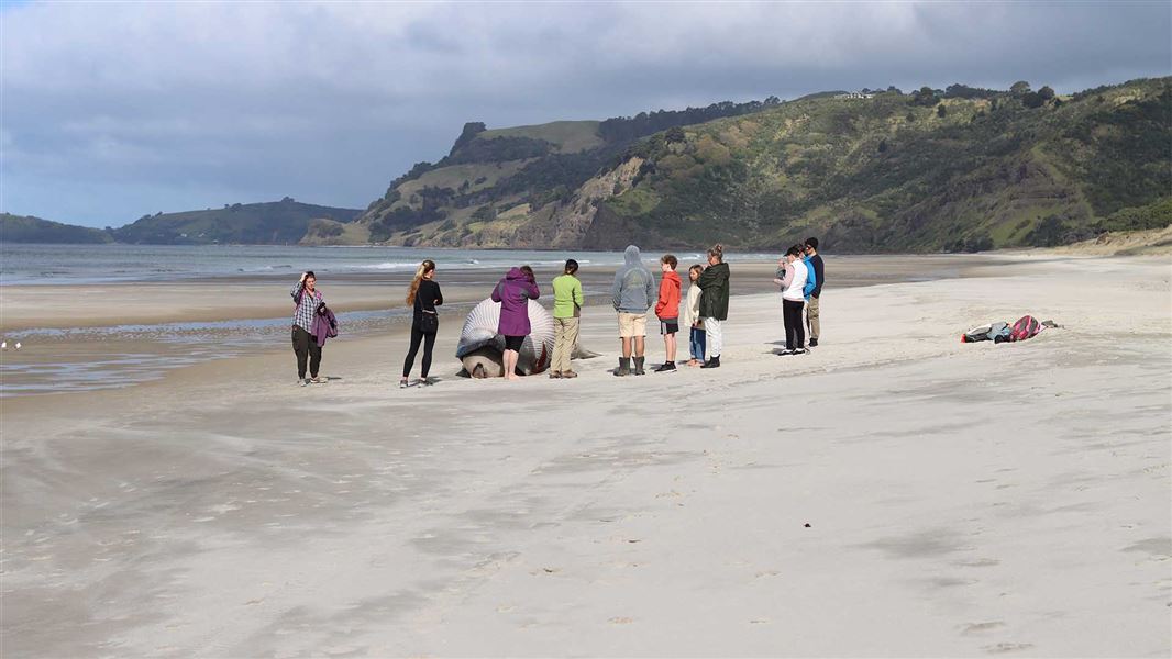 People gather around a whale that has washed up on a beach