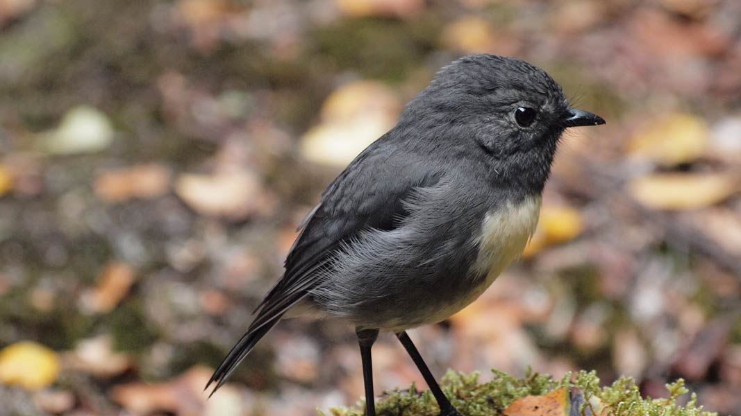 Stewart Island robin. 