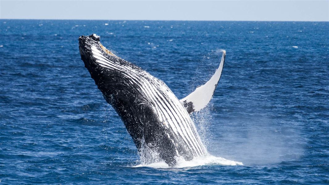 A photo of a humpback whale jumping vertically out of the sea with two thirds above the surface.