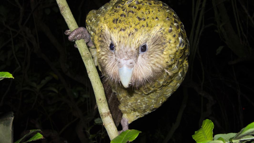 A kākāpō. 