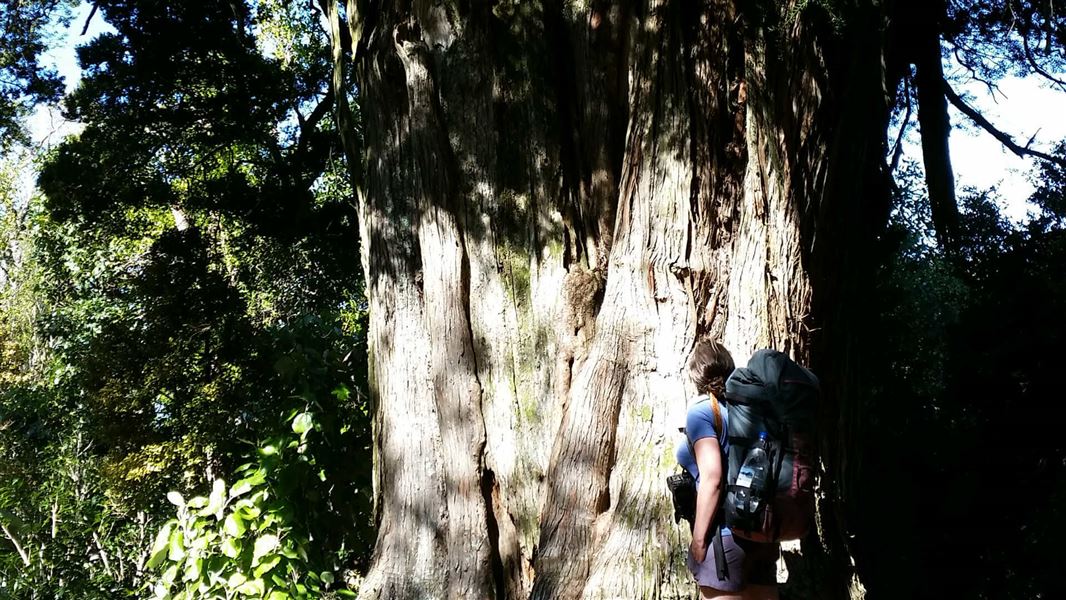 Giant tōtara.