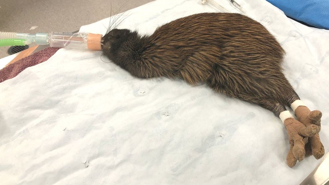 anaesthetised-kiwi