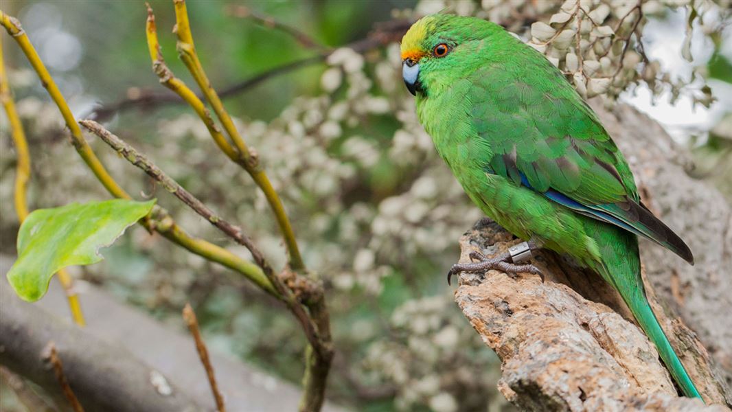 Orange-fronted parakeet/kākāriki. 