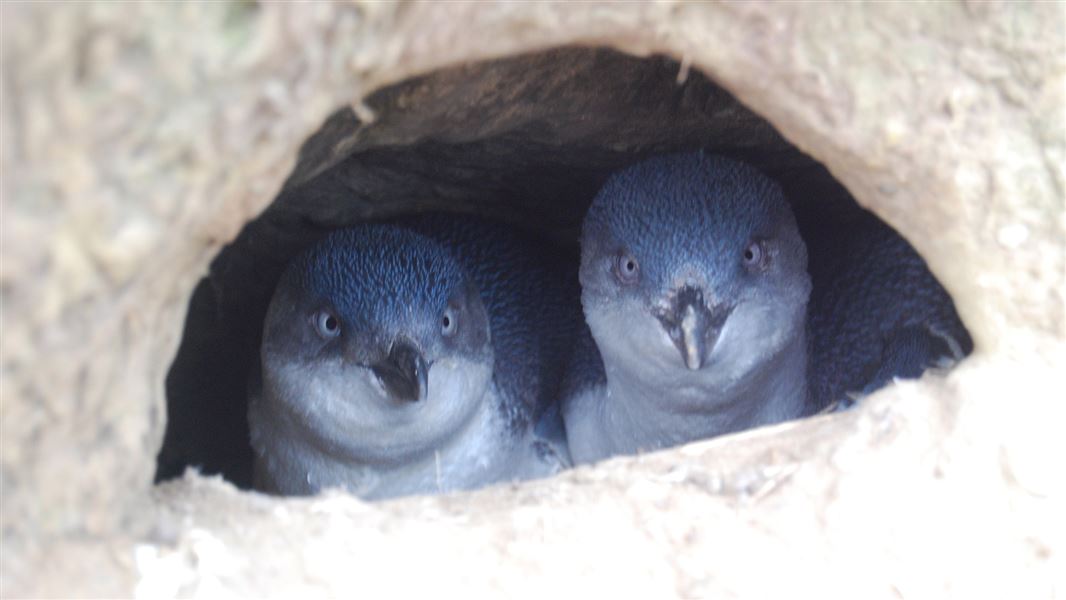 Two kororā sharing a burrow on Motunau island