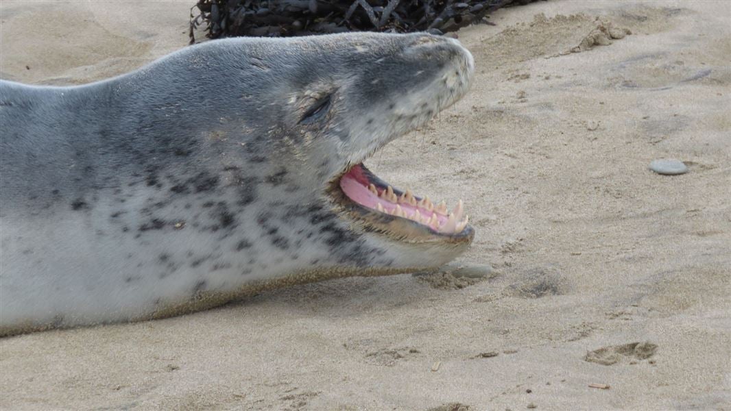 A yawning leopard seal