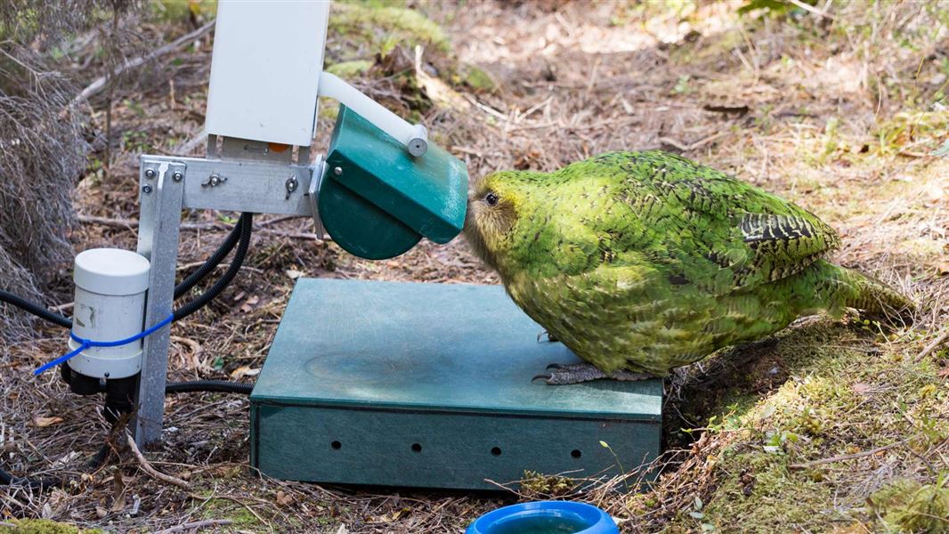 Kākāpō Sinbad feeds at a smart hopper. 