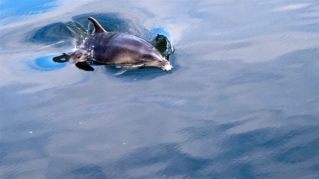 hauraki-gulf-cetacean-fund