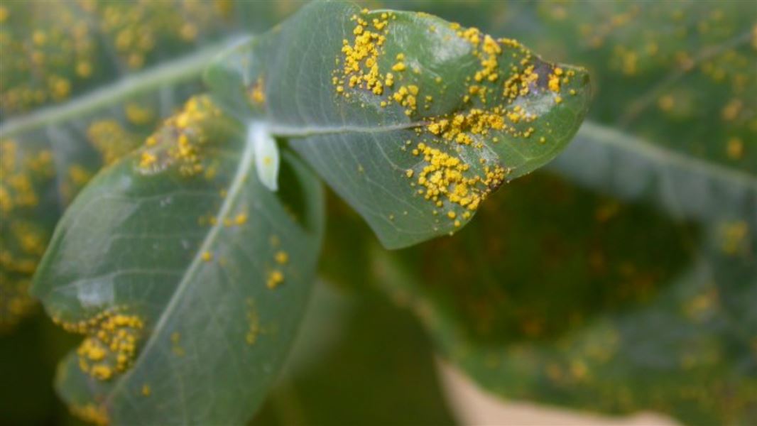 Eucalyptus with bright yellow powdery eruptions on both sides of the leaves.