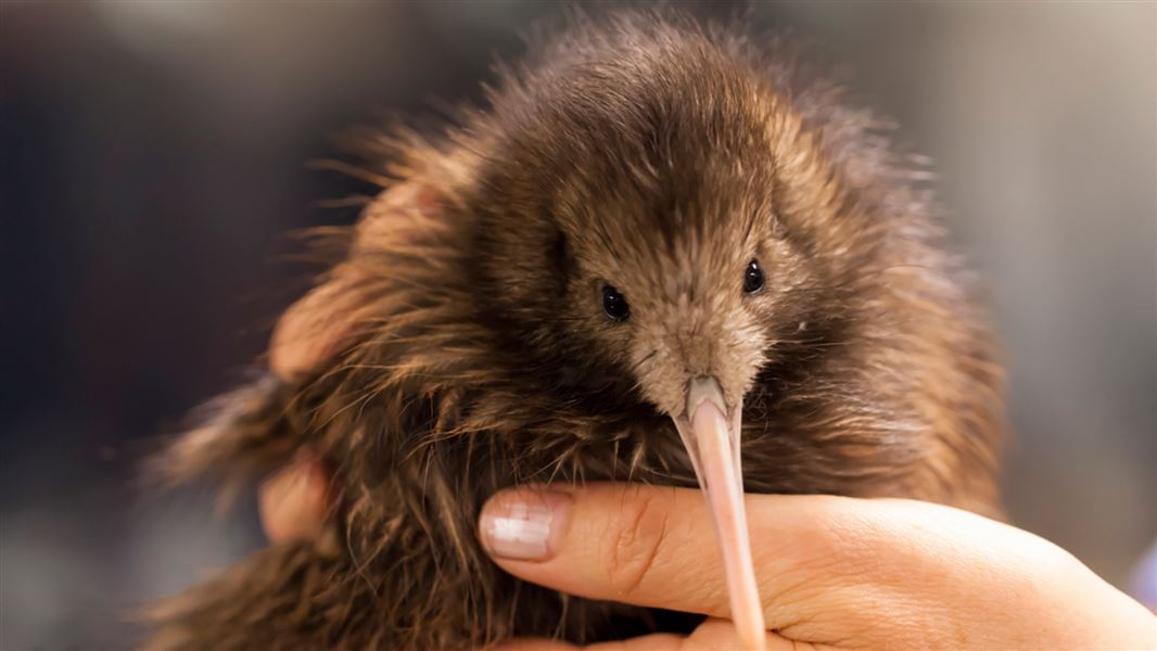 Kiwi. 