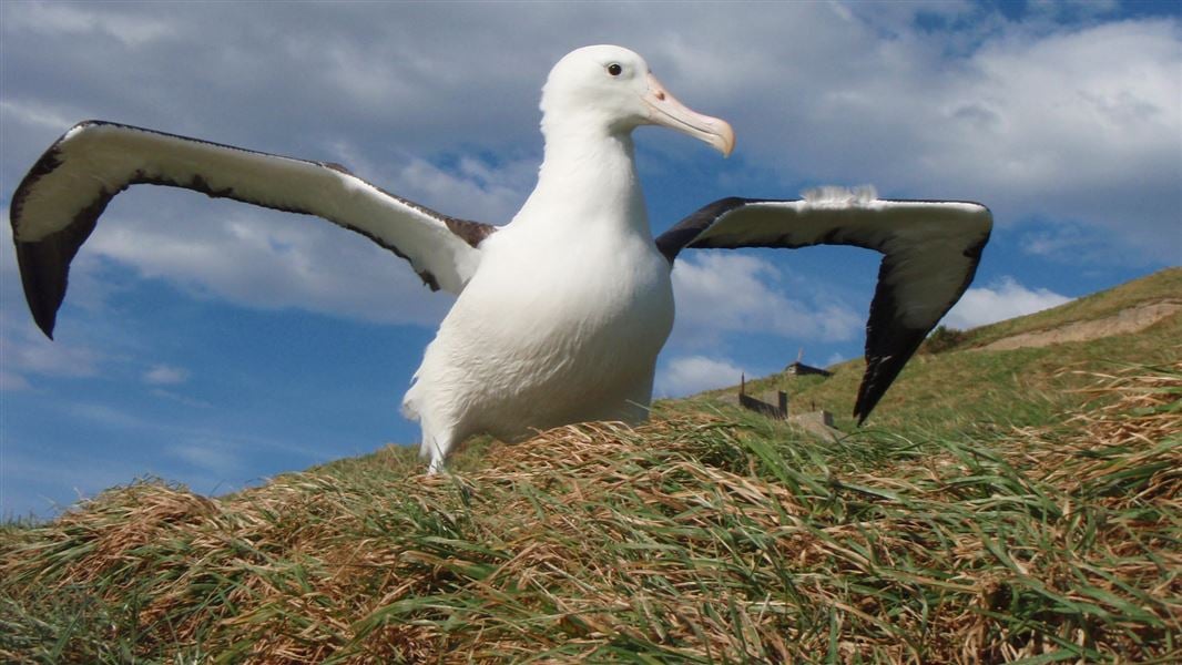 Albatross chick.