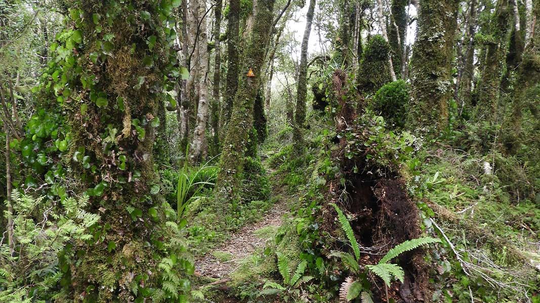 Track between Maymorn Junction and Renata Hut 