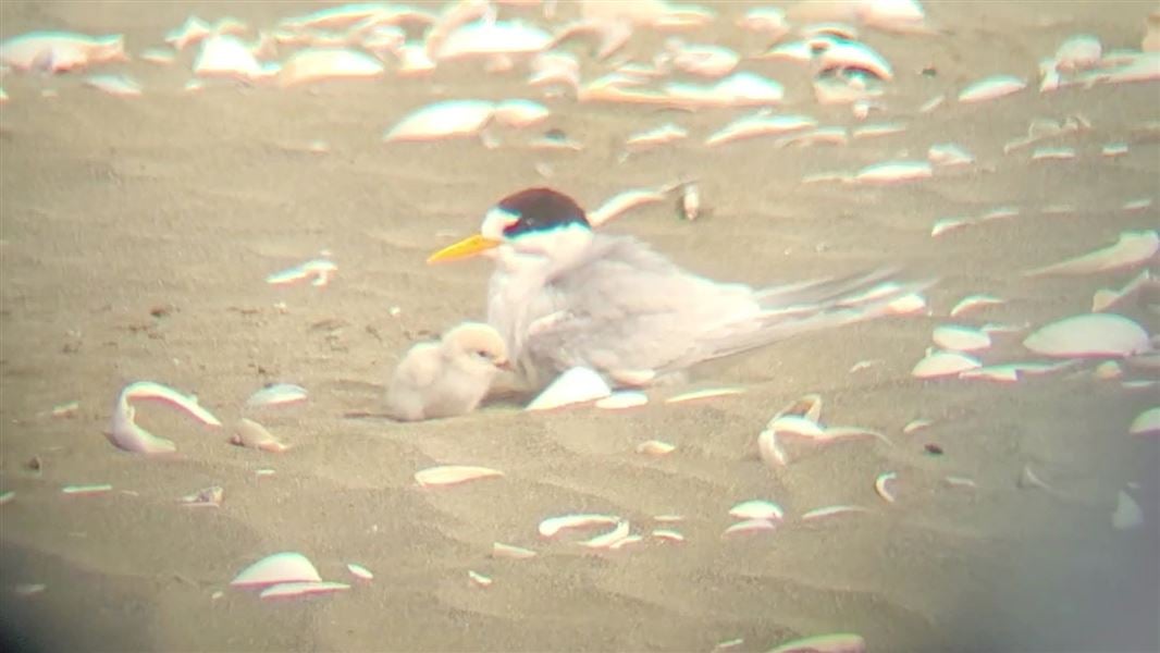 Tara iti chick with adult bird on sand and shell. 