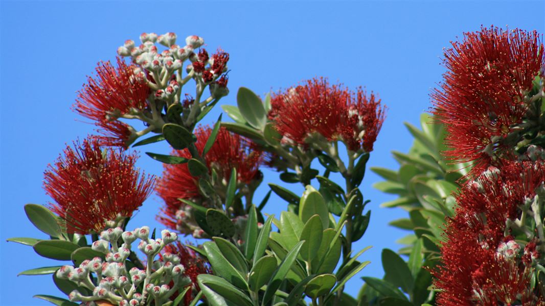 Pōhutukawa flowers on branch. 