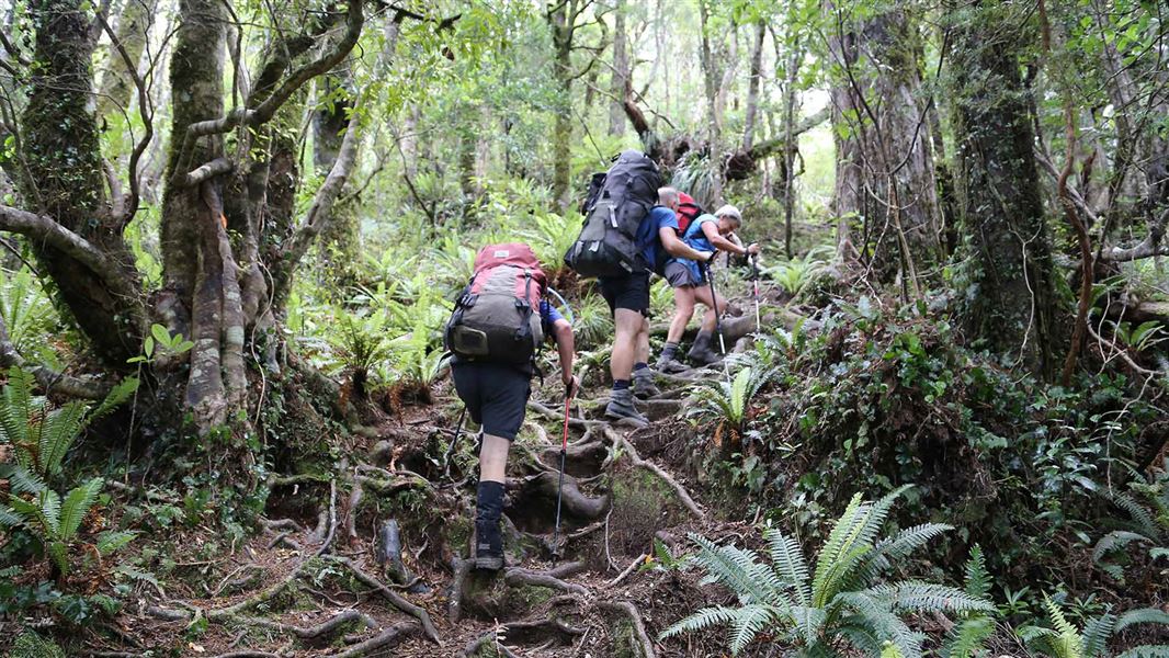 Root stairs on the Roaring Stag Track 