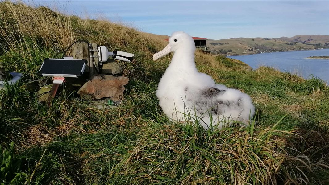 Royal Cam chick.