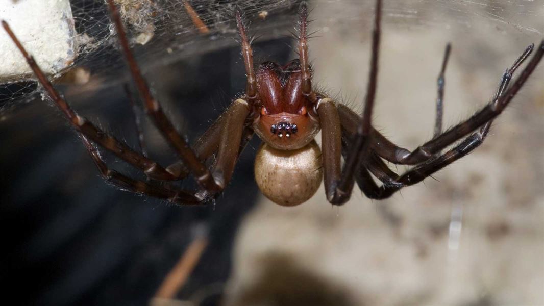New assessment of the conservation status of New Zealand spiders