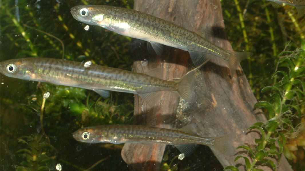 Three small long reflective fish swim in murky water