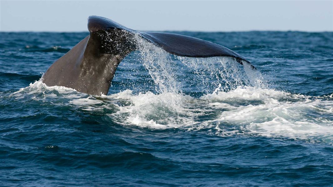 Sperm whale fluke, Kaikōura