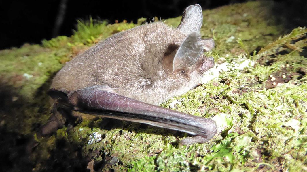 Short-tailed bat. 