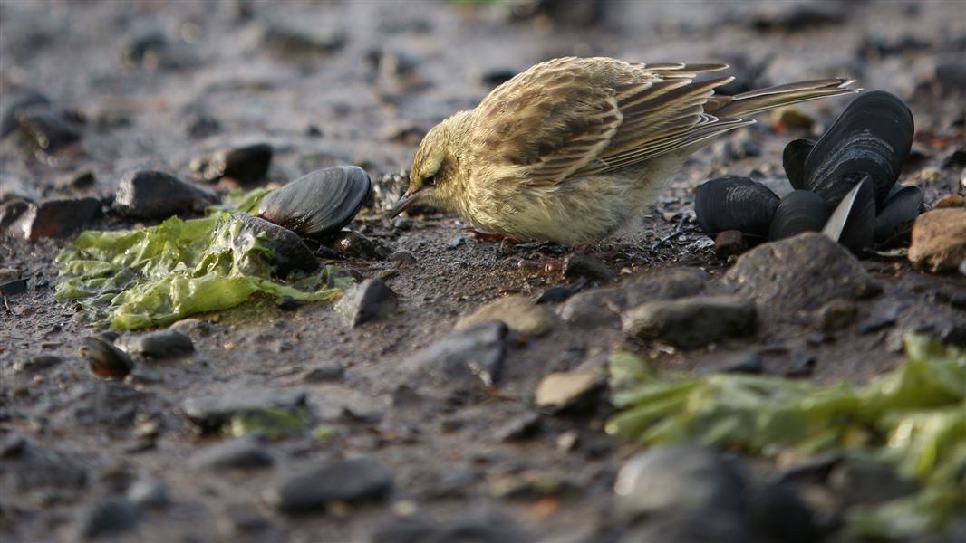 Pipit on Campbell Island. 