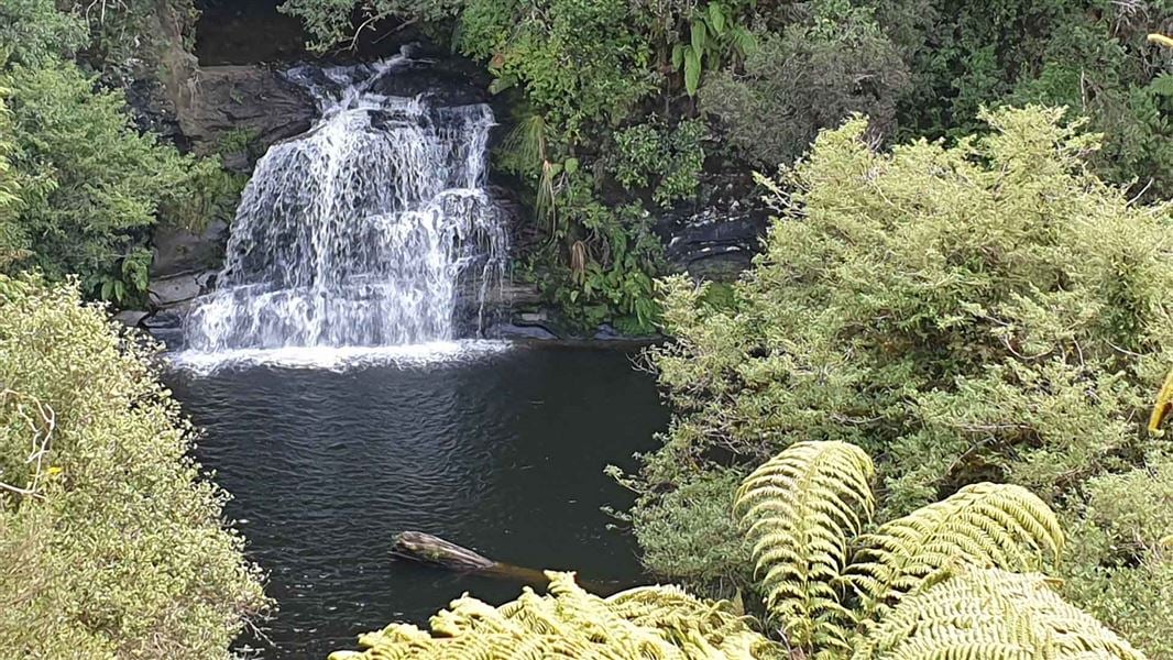 A small wide waterfall gently tumbles into a small lake surrounded by native forest.