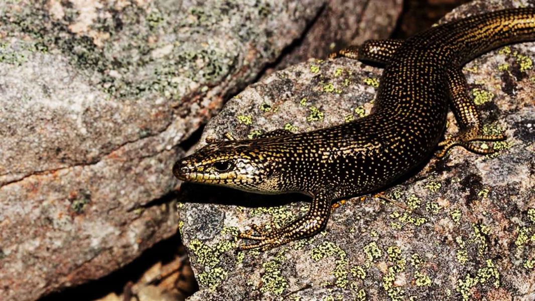 Skink on a rock.