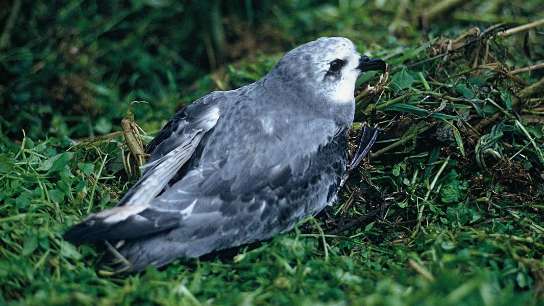 Kōrure or mottled petrel. 