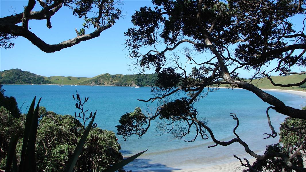 View through pohutukawa trees. 