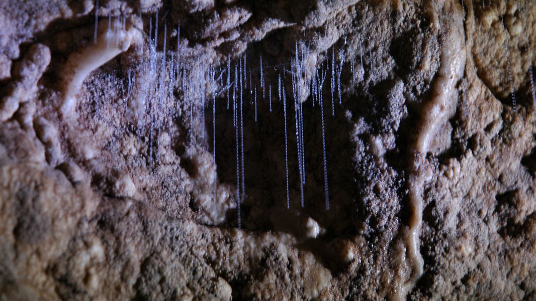 Glow worms, Clifden Caves.