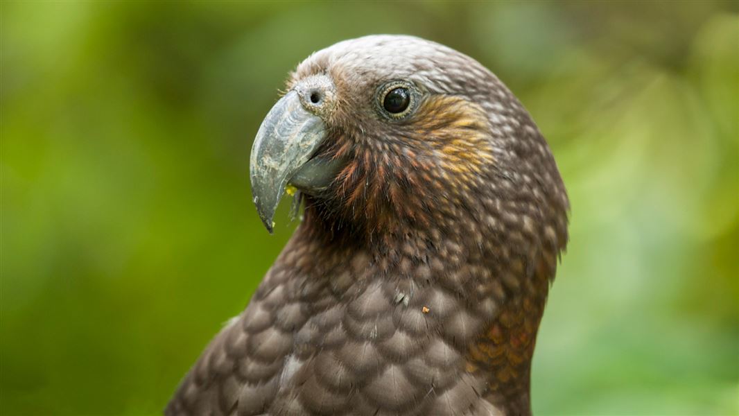 Kākā. 