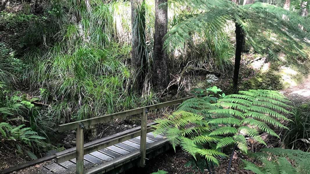 Catchpool Loop Track.  