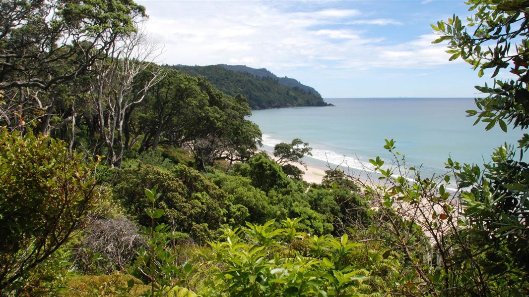 Orokawa Scenic Reserve. 