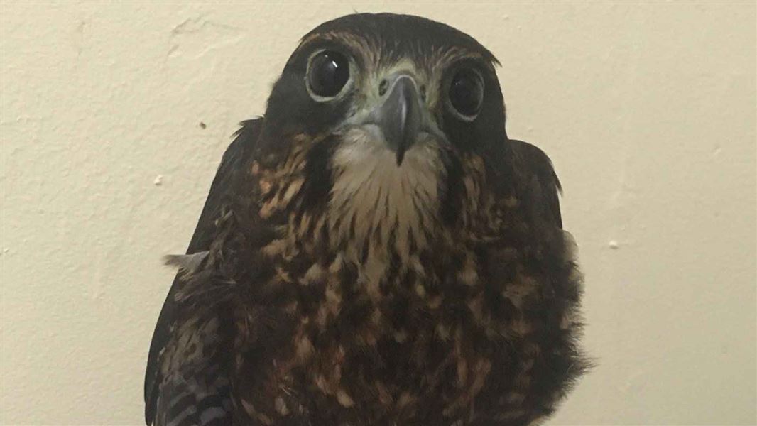 Injured juvenile kārearea. 