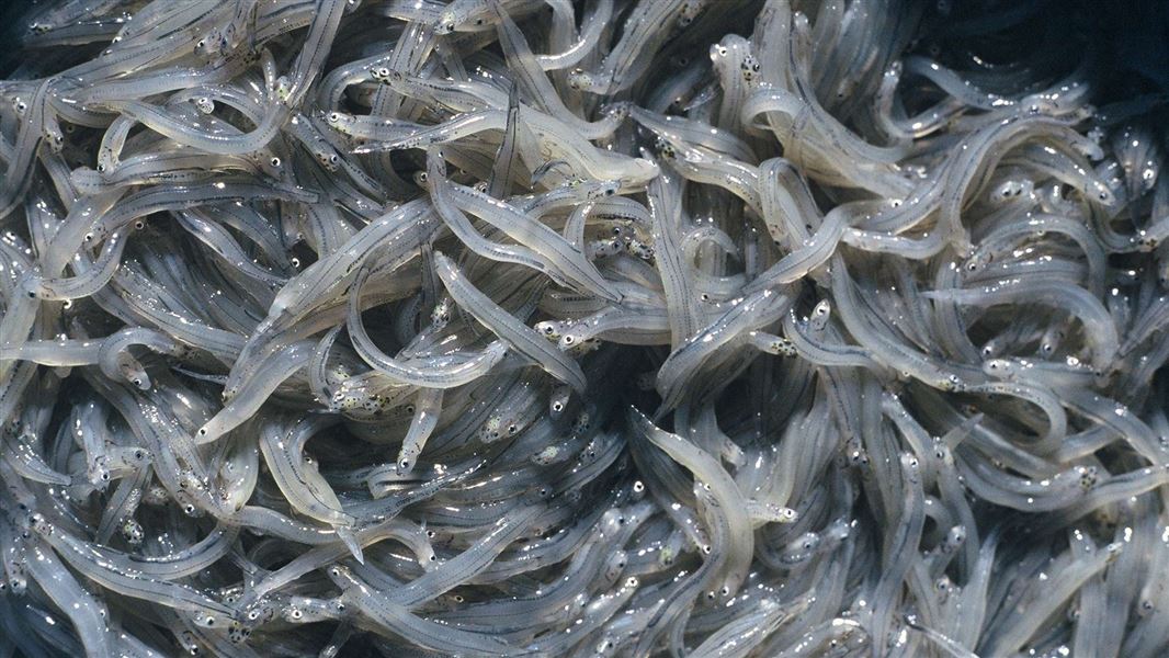 A close-up of hundreds of entwined small grey to white fish.