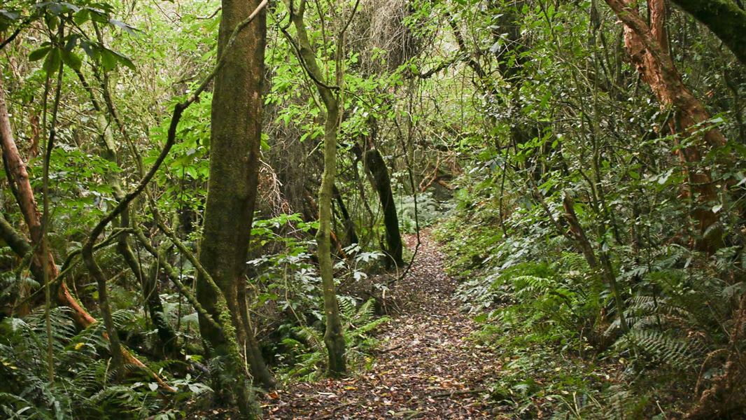 Picnic Gully Track