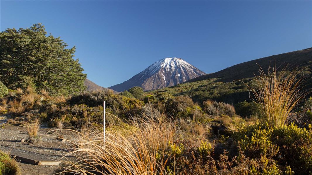 Tackling Tongariro’s biodiversity threats: Media release 17 November 2021